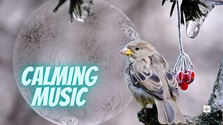 Very Calming Relaxation Music & Sights from Nature