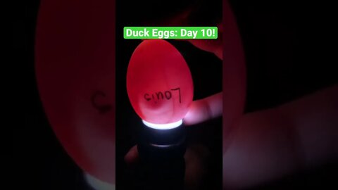 Candling Duck Eggs: Day 10 #shorts #babyducks #eggcandling