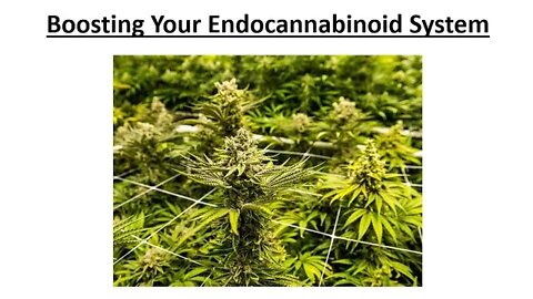 Boosting Your Endocannabinoid System
