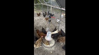 Do You Have Chickens? #ChamberlinFamilyFarms #farm #homestead #chickens