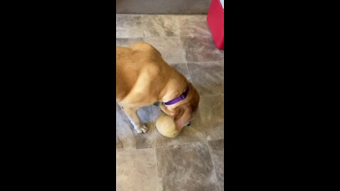 Dog steals mom’s cantaloupe