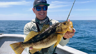 WARBAITS | CEDROS ISLAND DAY 1/3