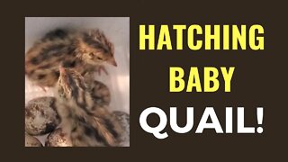 Hatching & Brooding Baby Quail - Kansas City Quail Eggs