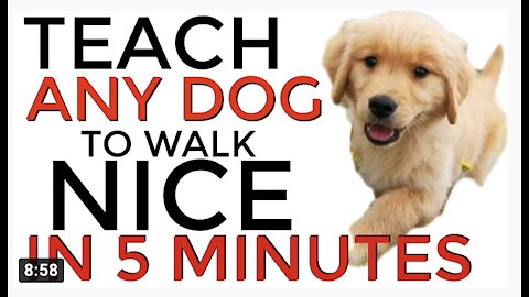 Teach ANY dog to walk nice on the leash | 5 MINUTE DOG TRAINING RESULTS!