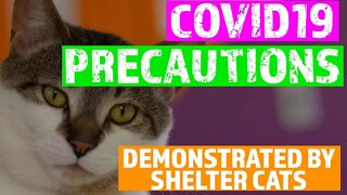 Pandemic Precautions Demonstrated by Shelter Cats | Niagara SPCA, Canada