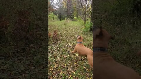 doggo tries to jump at the squirrels in tree then gives up #doggo #dog #dogshorts #pets