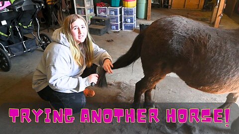 Trying Another Horse And All About Sophie's Show Goat!