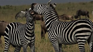 Two zebra stallions playfight among wildebeest herd