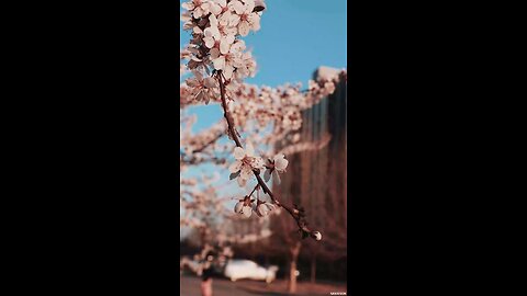 Amazing view tree viral