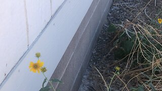 Bees Under double wide removal