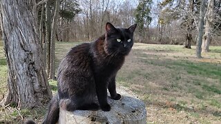 OWNER OPERATOR ENJOYS THE COMPANY of the BROTHER CATS