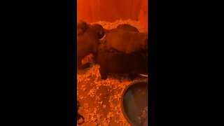 5 Week old Cane Corso puppies