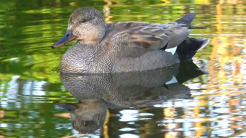 Sleepy Mr. Gadwall Duck Swimming In The Pond