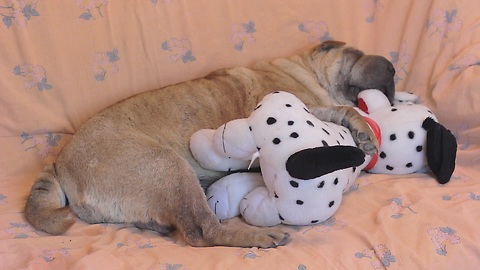 Shar Pei preciously sleeps with toy puppy