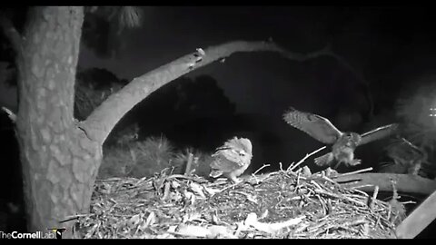 Mom Returns With a Rat For Breakfast 🦉 4/3/22 06:39