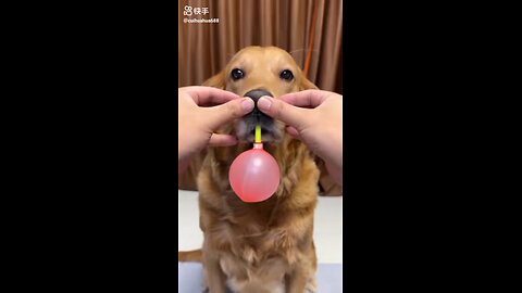 cute 🐕 doges and funny activities