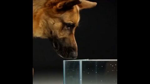This is how dogs drink up close