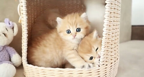 Cutest kittens - Cute and Funny Cat Video Compilation #