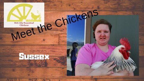 Meet the Chickens - Sussex