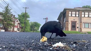 Crow Up-Close: Fried Eggs