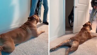 Giant Pit Bull Plays Laziest Game Of Tug-of-war Ever