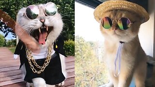 funny cat - cute meow compilation