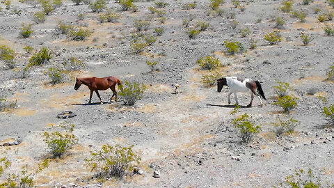 Following Wild Horses Roaming Free in Pahrump, Nevada