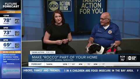 Pet of Week - Rocco the Rescue