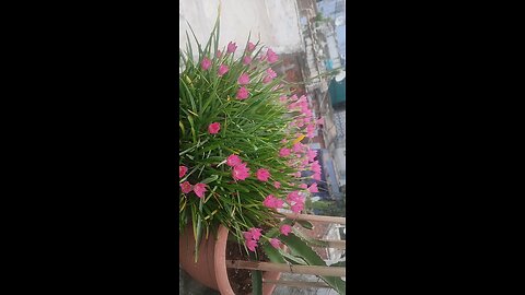 very nice pink lili's flowers