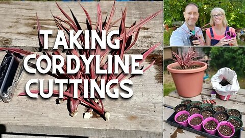 Taking Cordyline Cuttings (An Experiment) ✂️🌿