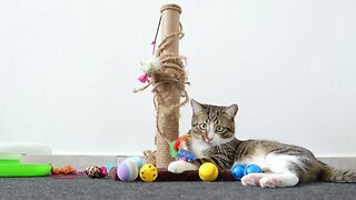 Cat Is in His Toy Corner