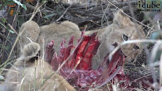 Daughters Of The Mapogo Lions - Rebuilding The Othawa Pride - 102: Double Meal