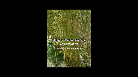 Orlando Bamboo Plant Nursery 407-777-4807 Ocoee Bamboo Farm Fast Growing Tall Hedges