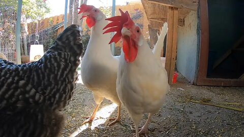 Backyard Chickens Eating Lettuce Sounds Noises Hens Clucking Roosters Crowing!