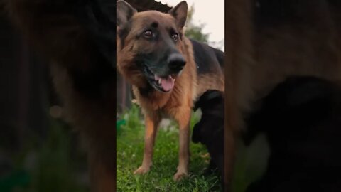 So Cutest Baby Dogs Eat ||Lovely moments 🐕🥰 | #shorts #shortsfeed #cutedog