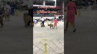 Bullmastiff in show ring