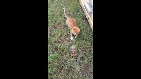 Watch the cat's reaction when seeing the turtle for the first time!!!!