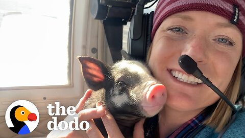 This Couple's Daughter Is A 600-Pound Pig Named Hannah - The Dodo