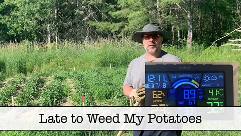 First Time Weeding the Potatoes - July 8, 2020