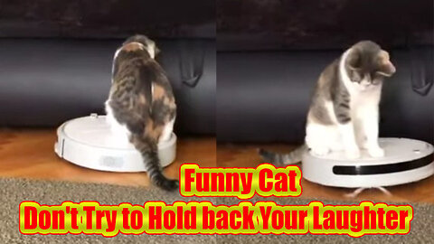 Funny Cats - Don't Try to Hold back Your Laughter | Animal love Funny #shorts