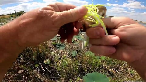 Fishing from the bank, bas fishing, new pond discovery fishing