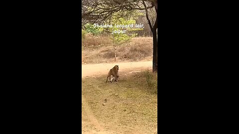 Jhalana leopard lair jaipur