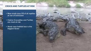 Crocs and turtles at risk