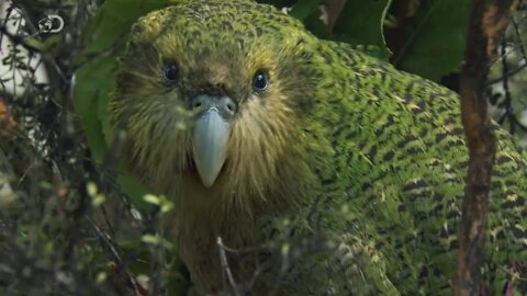 O Maior Papagaio Do Mundo - Kakapo
