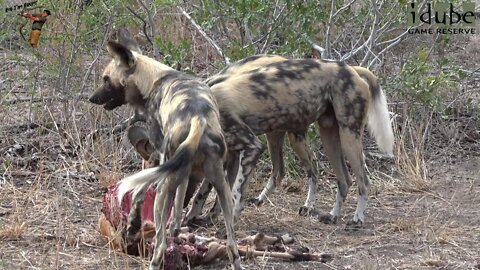 African Painted Dogs Leave A Meal For The Vultures