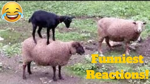 💥Funniest Reactions And Bloopers Viral Weekly LOL😂🙃 of 2019| Funny Animal Videos👌