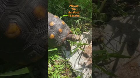 Melon the RedFoot Tortoise #shorts #tortoiseshorts #melonthetortoise