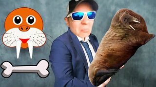 Jeremy's Walrus Bone WINS Bragging Rights