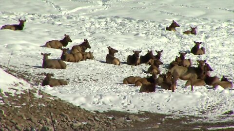 Extended winter causing stress for Idaho wildlife