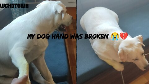 My dog hand was broken and damag i am so criying 😭